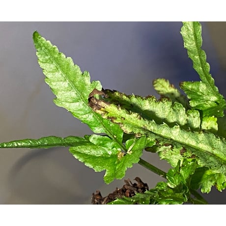 Bolbitis sp. from Siberut [LA]
