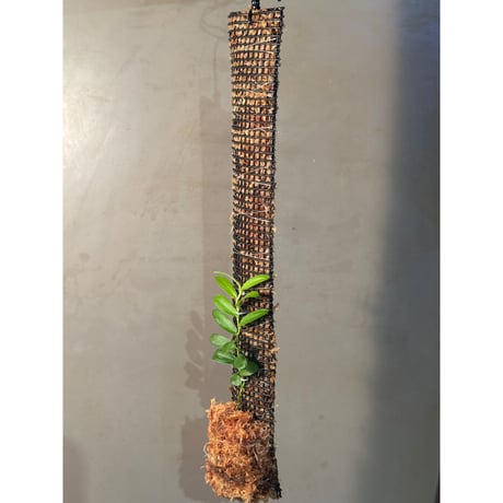 Pothos scandens from Khlong Yai Trat Thailand