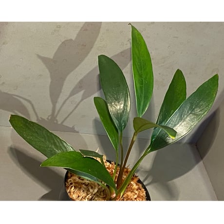 Anubias afzelii Eastern Province Sierra Leone