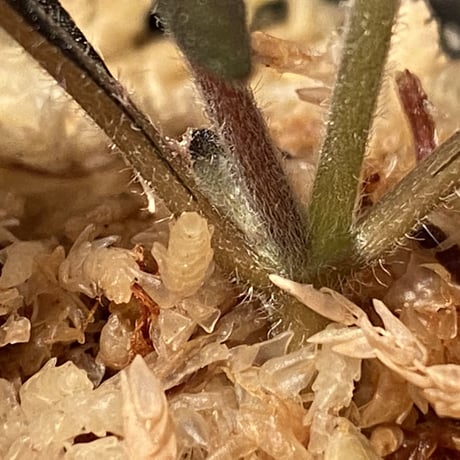 Aphelandra maculata [LA1017-02]