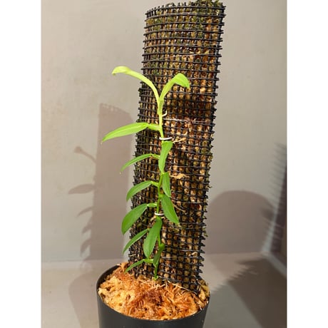 Epipremnum sp. from Khlong Yai Trat Thailand