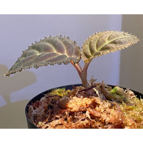 Ardisia sp. from Thailand