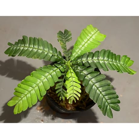 Biophytum sp. BB8th [LA]