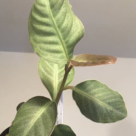 Ardisia sp. from Saripoi [LA0515-02]