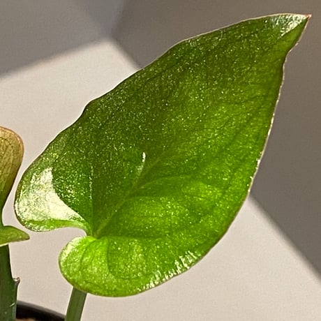 Syngonium sp. from Choco Colombia [tamakay]