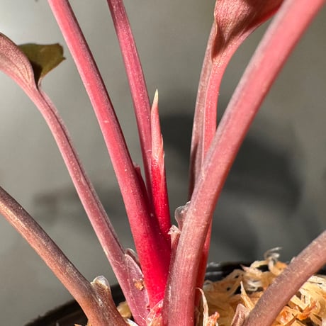Homalomena  sp. "Opal Purple" from Kepulauan Riau ①