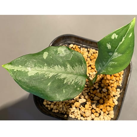Aglaonema pictum from Sumatera A2 [TK070918]