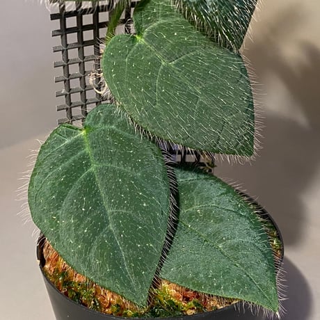 Ficus sp. from Selangor
