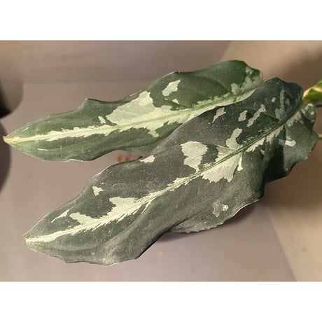 Aglaonema pictum A "しるば〜らいん" from Aceh sumatera [LA0115-3m]