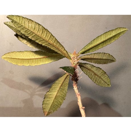 Sauvagesia serrata from West Kalimantan