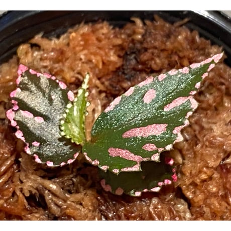 Begonia sp. ぼっち株 from Julau [R1214-01b]