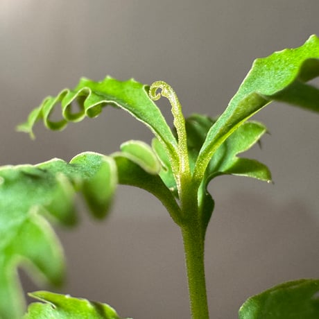 Labisia sp. "Serawai" Kalimantan barat [TB]