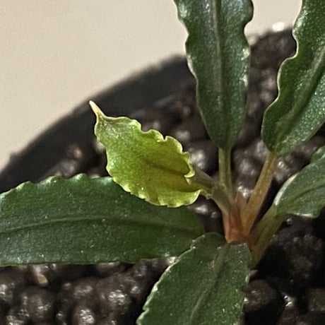 Bucephalandra sp. from "Mangat" [MF0417-2A] ②