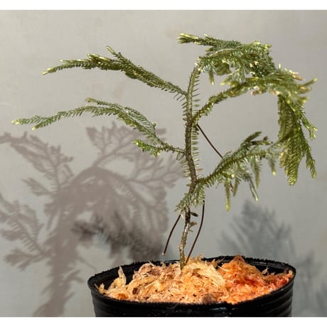 Selaginella sp. from Landak West Kalimantan