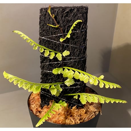 Teratophyllum aculeatum from Nanga pinoh [TB]