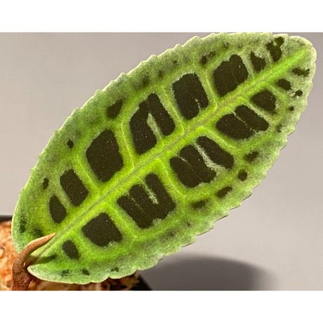 Emblemantha urnulata (Labisia sp.) from Riau sumatera [LA0815-01]
