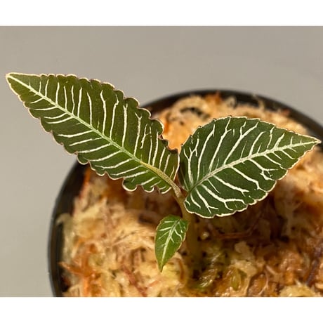 Ardisia sp. from Perlis Malaysia