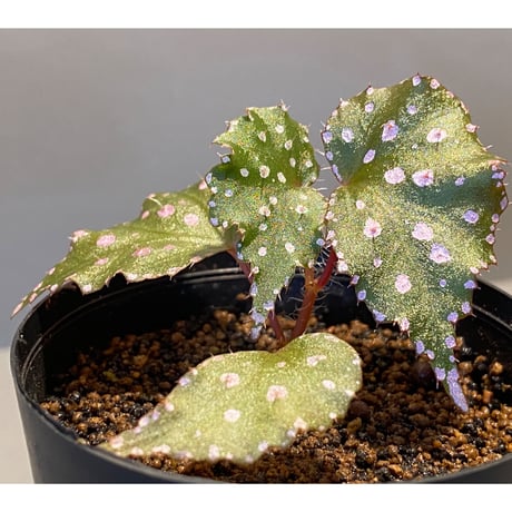 Begonia sp. from Muara Wahau [TB]