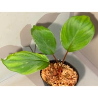 Aglaonema pictum 