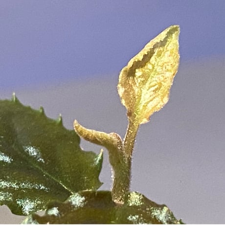 Ardisia sp. (実生) from Bengkulu [LA0315-1]