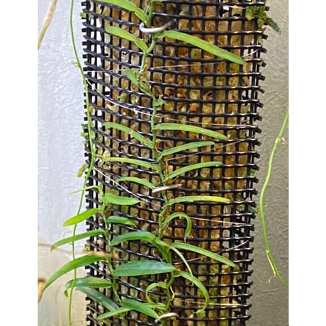 Epipremnum sp. from Khlong Yai Trat Thailand