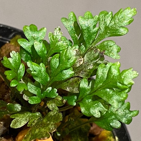 Bolbitis sp. from Kidapawan Mindanao