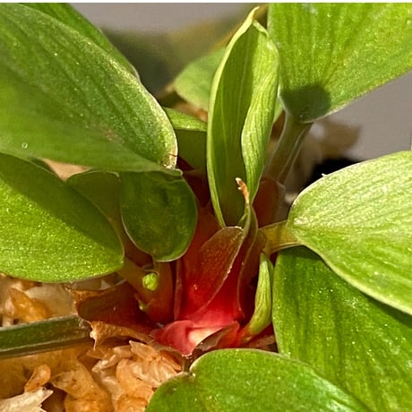 Homalomena sp. [LA0317-z-r]