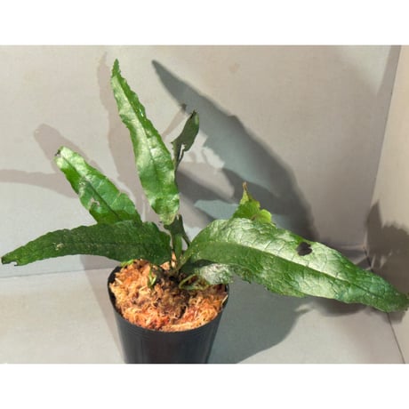 17 Microsorum sp.variegated 斑入りミクロソリュウム Microsorium sp. Small Leaf Cross Bali - Aqualeaf