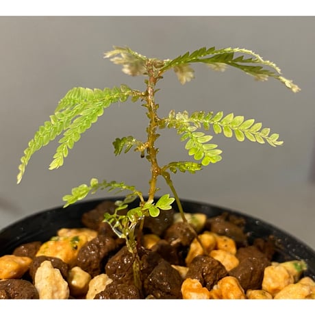 Selaginella wallichii 伊藤蟻植物農園