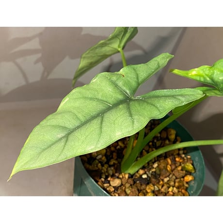 Alocasia heterophylla "Silver"
