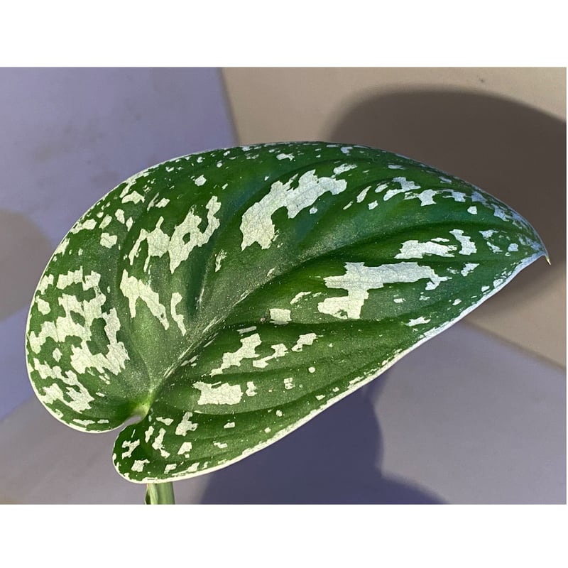 Scindapsus pictus Scindapsus pictus