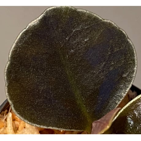 Ardisia sp. from West Kalimantan