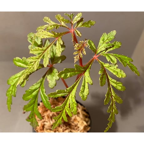 Begonia polilloensis