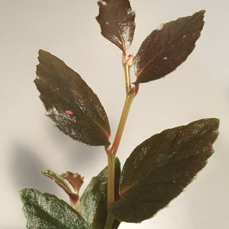 Begonia sp. from Julau [R1214-01b] RIO