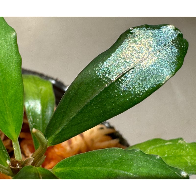 Bucephalandra sp. Mukaka 2株 Yahoo!オークション