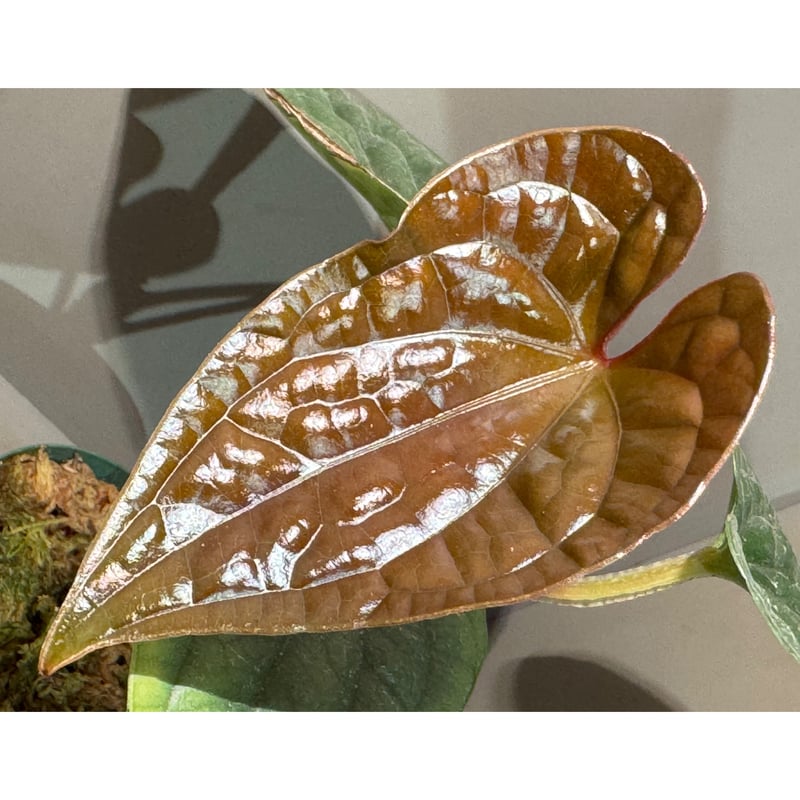 Anthurium luxurians | M・R・G・R