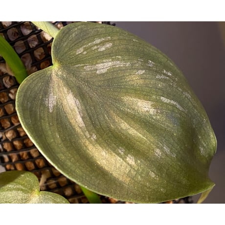 Philodendron sp. from Iquitos Peru [tanakay]