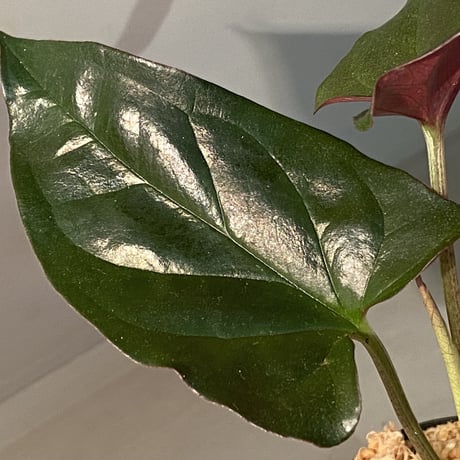 Syngonium sp. from Choco Colombia [tanakay]