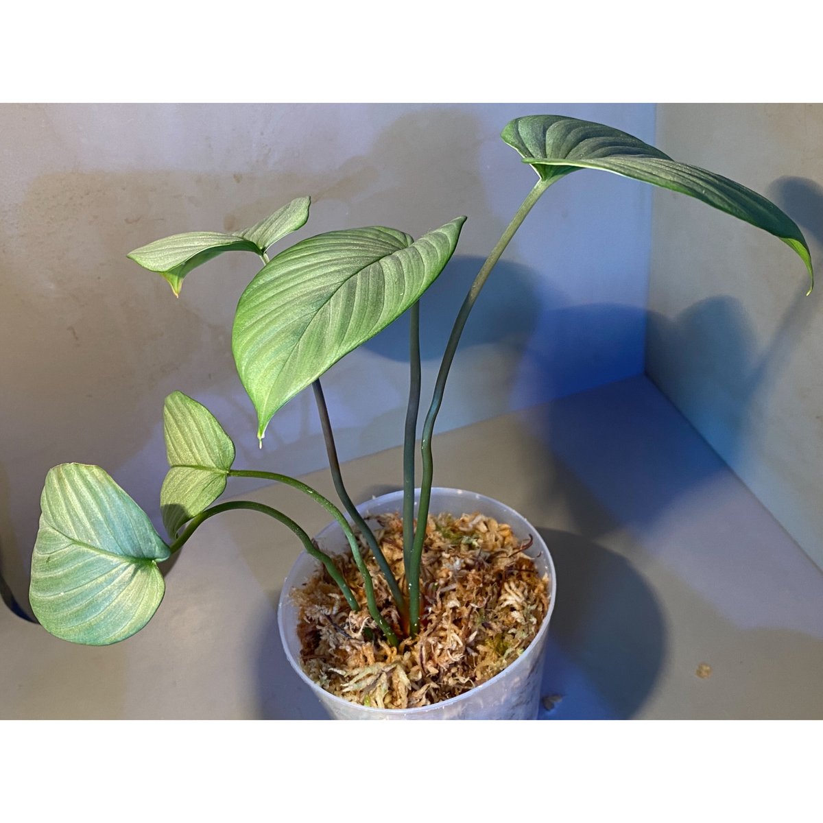 その他観葉植物 Homalomena sp SP Aceh collection Homalomena sp. 