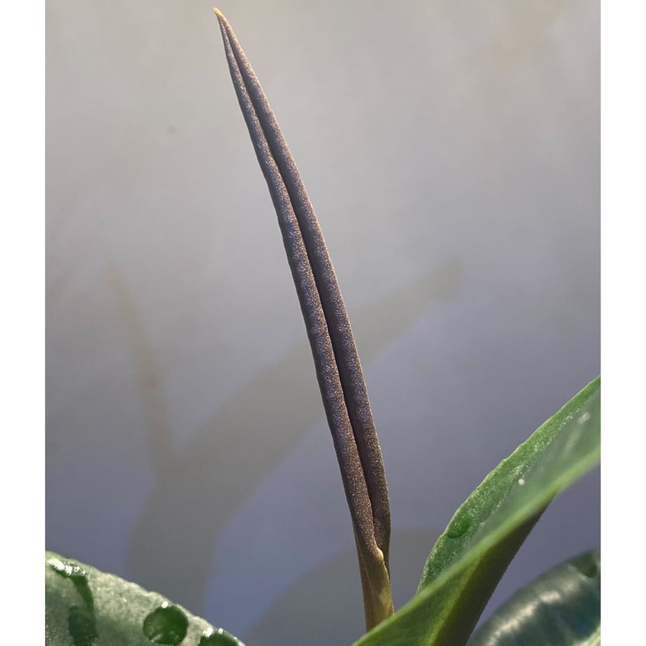 603232b03186251f434f9859