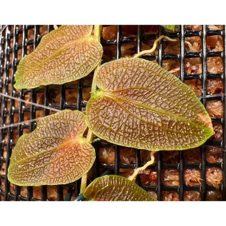 Pothos barberianus from Kapuas fulu West Kalimantan