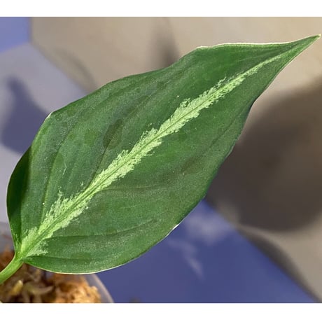 Aglaonema pictum "Sin-ei-tai" BGW from Sibolga [AZ0415-1b]