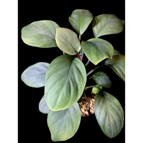 Homalomena sp. Aceh Silver from Aceh sumatera [LA0613-00]