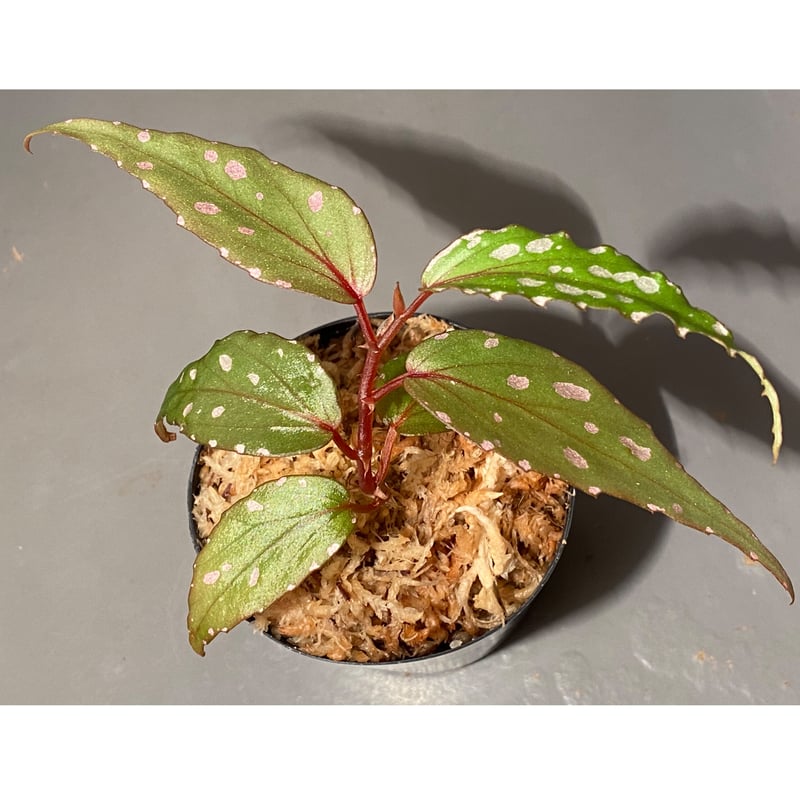 peculiarman　Begonia 5点同梱発送 Begonia sp. from Sumatera Utara [HW0816-01] | M