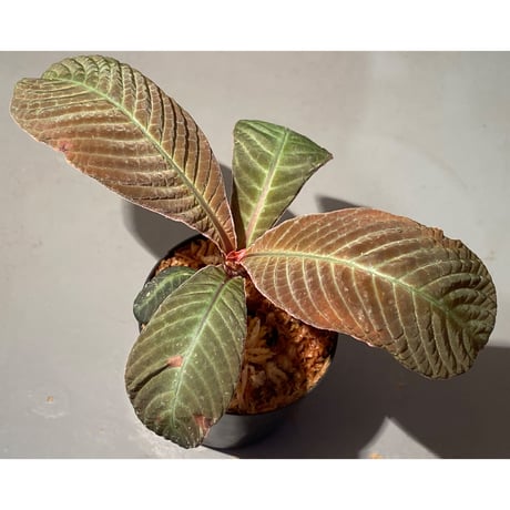 Hoffmannia refulgens