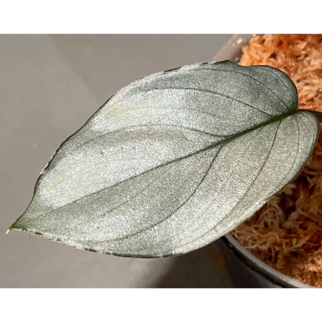 Homalomena sp. "Platinum Velvet" from Kepulauan Riau [KN] ①
