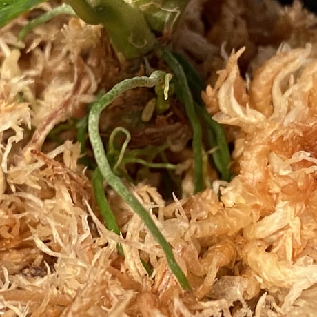 (大株) Homalomena sp. "Euclase" from Riau sumatera [LA0518-02]