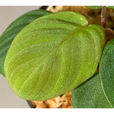 Homalomena sp. from Sumatera Utara [LA0118-02]