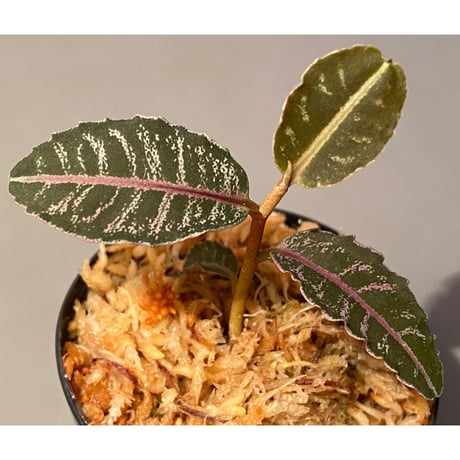 Labisia sp. from Riau