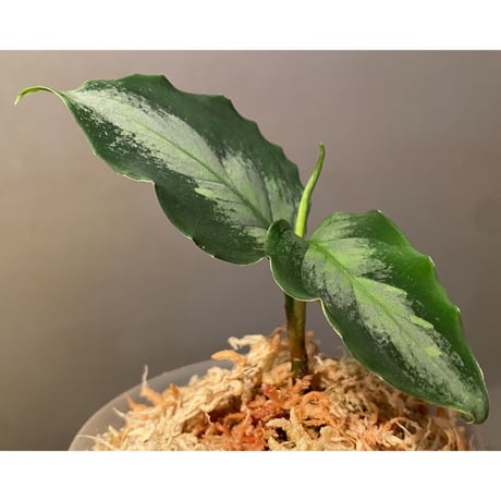 Aglaonema pictum "Silver Mosaic" aパッチ from Sumatera Barat [AZ0413-3]